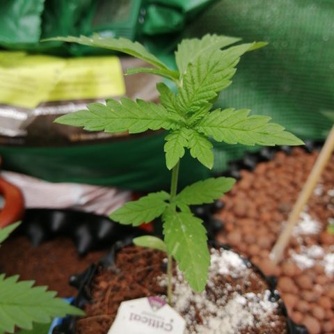 Critical growlog timeline photo
