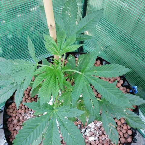 Cookies Gelato growlog photo: Insects are bastards and must be stopped at all costs. Contained moved back outside and wrapped in netting to shield against wind. 
