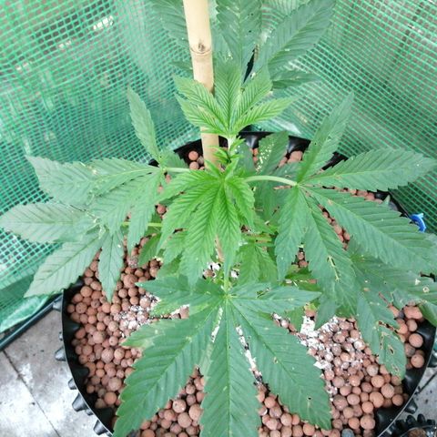 Cookies Gelato growlog photo: Insects are bastards and must be stopped at all costs. Contained moved back outside and wrapped in netting to shield against wind. 