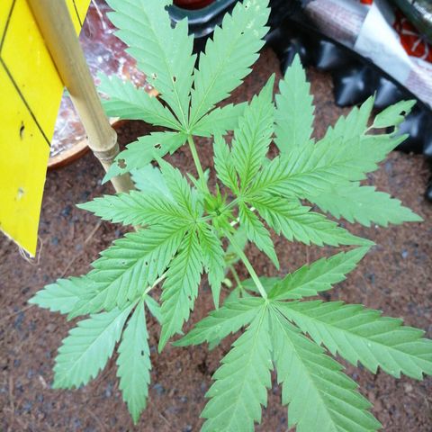 Cookies Gelato growlog photo: Insects are bastards and must be stopped at all costs. Contained moved back outside and wrapped in netting to shield against wind. 