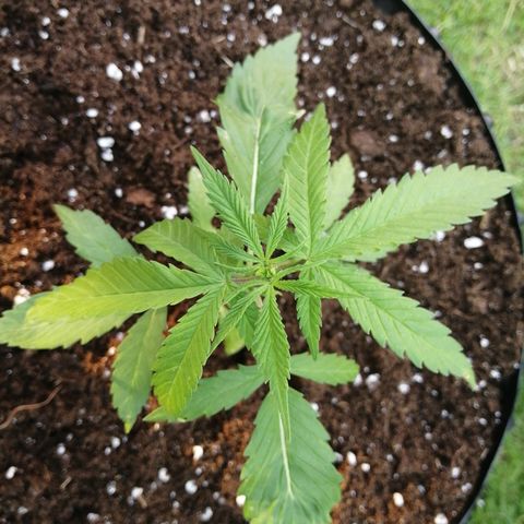Honey Cream Fast Version growlog photo: Planted out in 52L Airpot in Biobizz all mix, added about 5-10L of worm humus, seaweed meal and Myco Fungi. Used some Carbon gold seedling mix at the base of the pot for water wicking purposes. Sprinkle of cinnamon too.