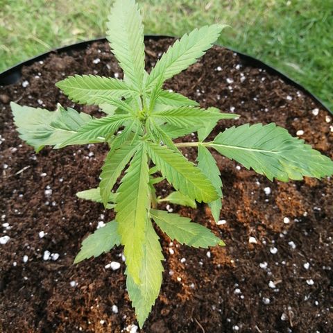 Honey Cream Fast Version growlog photo: Planted out in 52L Airpot in Biobizz all mix, added about 5-10L of worm humus, seaweed meal and Myco Fungi. Used some Carbon gold seedling mix at the base of the pot for water wicking purposes. Sprinkle of cinnamon too.