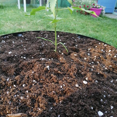 Honey Cream Fast Version growlog photo: Planted out in 52L Airpot in Biobizz all mix, added about 5-10L of worm humus, seaweed meal and Myco Fungi. Used some Carbon gold seedling mix at the base of the pot for water wicking purposes. Sprinkle of cinnamon too.