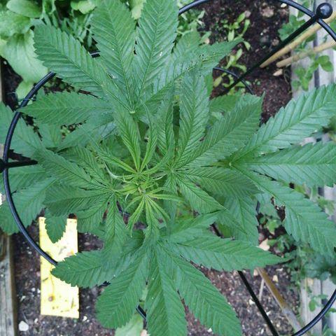 Medical Mass growlog timeline photo