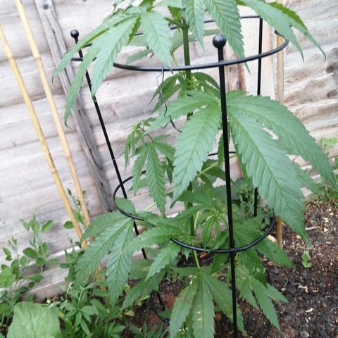 Medical Mass growlog timeline photo