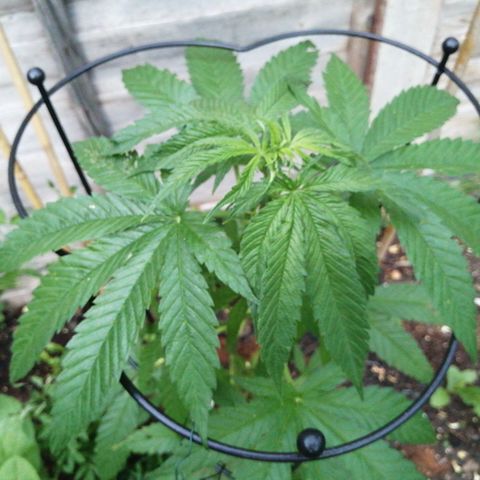Medical Mass growlog timeline photo