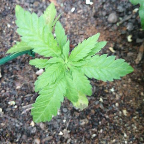 Critical growlog timeline photo
