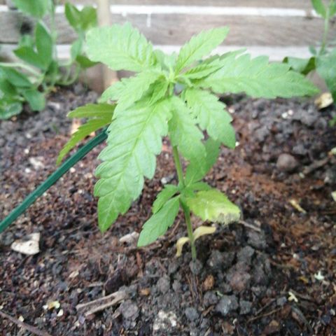 Critical growlog timeline photo