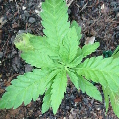 Critical growlog timeline photo