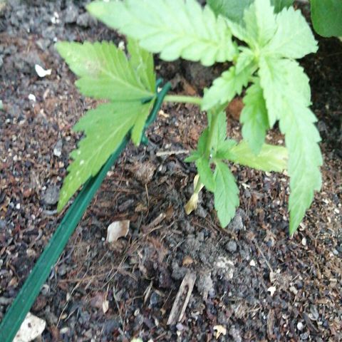 Critical growlog timeline photo