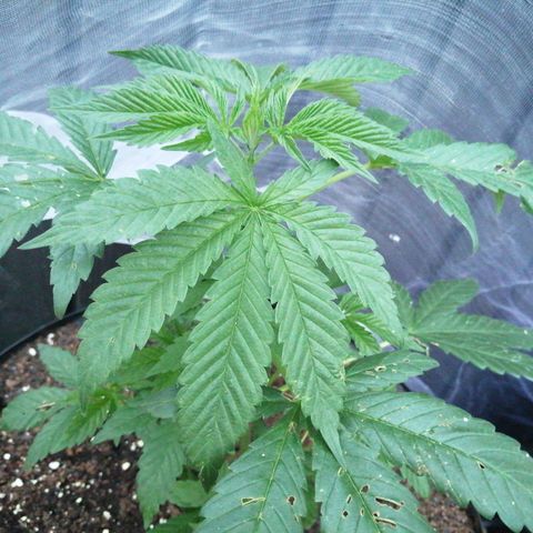 Cookies Gelato growlog timeline photo