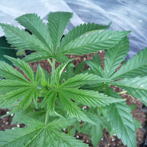 Cookies Gelato growlog timeline photo