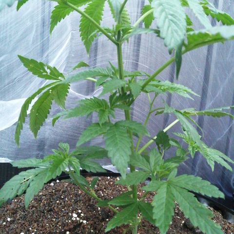 Cookies Gelato growlog timeline photo