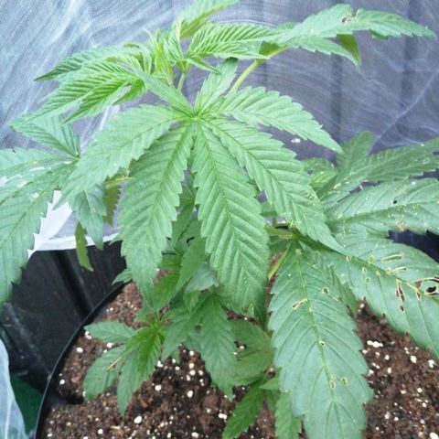 Cookies Gelato growlog timeline photo