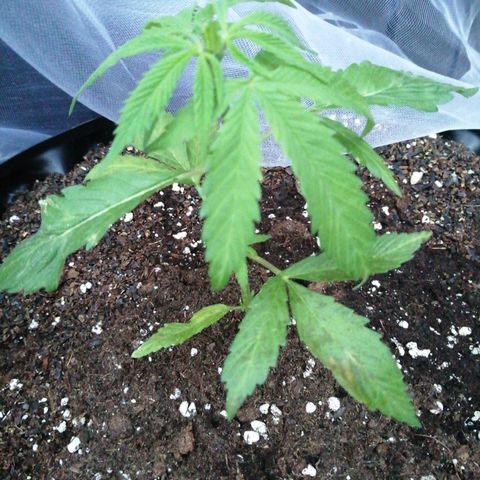 Honey Cream Fast Version growlog timeline photo