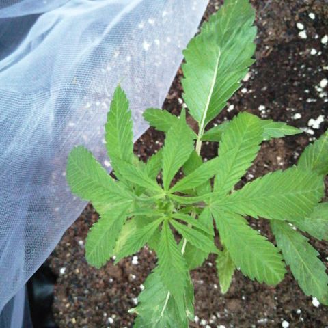 Honey Cream Fast Version growlog timeline photo