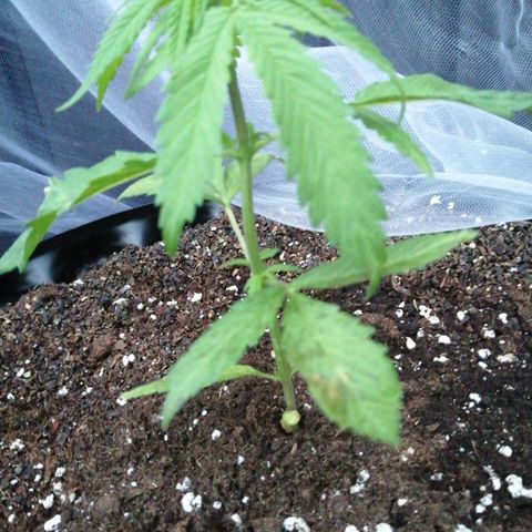 Honey Cream Fast Version growlog timeline photo