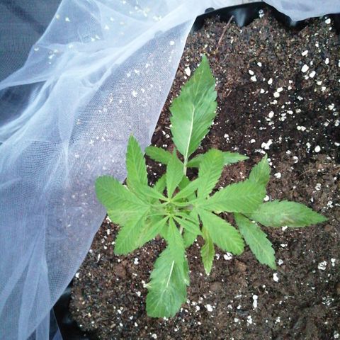 Honey Cream Fast Version growlog timeline photo