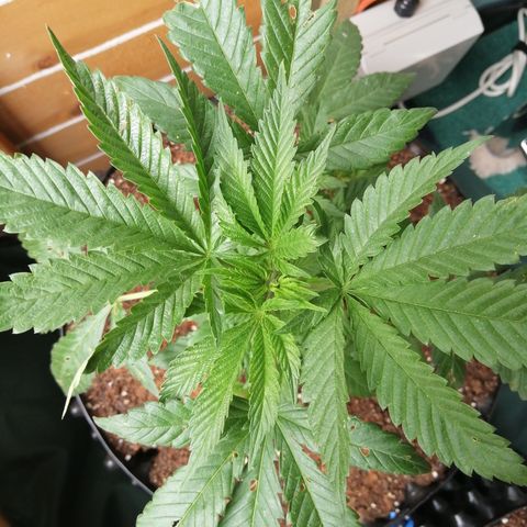 Cookies Gelato growlog timeline photo