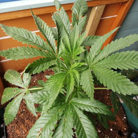 Cookies Gelato growlog timeline photo
