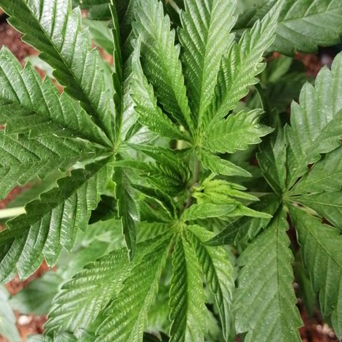 Cookies Gelato growlog timeline photo