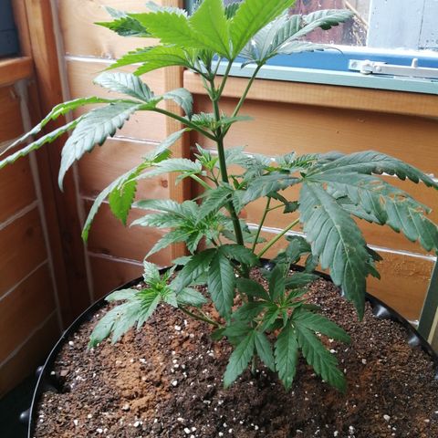 Cookies Gelato growlog timeline photo