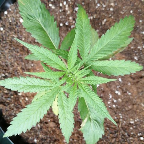 Honey Cream Fast Version growlog timeline photo