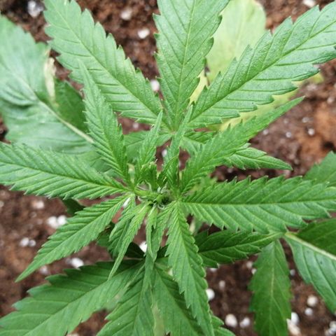Honey Cream Fast Version growlog timeline photo