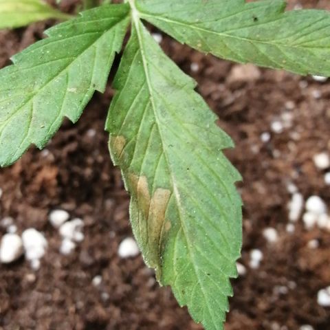 Honey Cream Fast Version growlog timeline photo