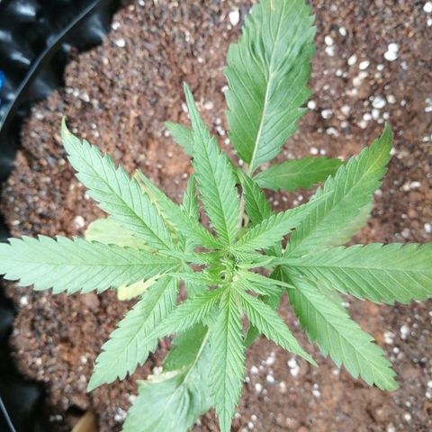 Honey Cream Fast Version growlog timeline photo