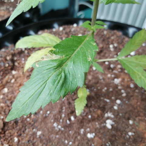 Honey Cream Fast Version growlog timeline photo