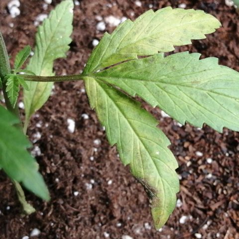 Honey Cream Fast Version growlog timeline photo