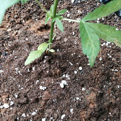 Honey Cream Fast Version growlog timeline photo