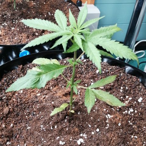 Honey Cream Fast Version growlog photo: Some leaf tips down. Some yellowing leaves. Leaf burn due to foliar spray repellent I Used the other day. Leaf borers present