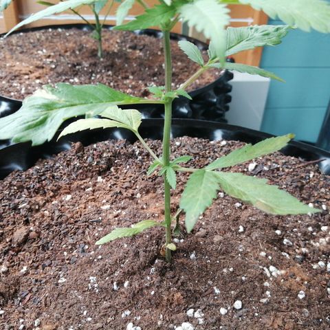 Honey Cream Fast Version growlog timeline photo