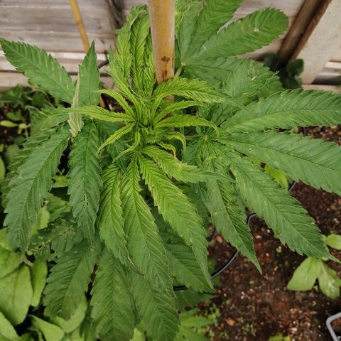 Medical Mass growlog timeline photo