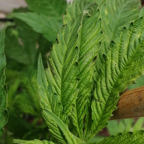 Medical Mass growlog timeline photo