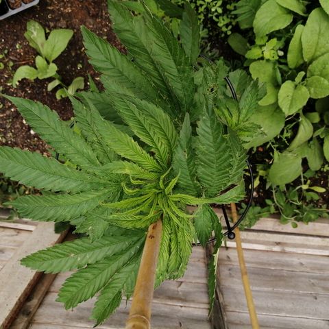 Medical Mass growlog timeline photo