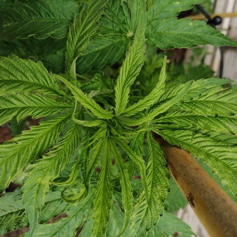 Medical Mass growlog timeline photo