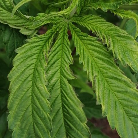 Medical Mass growlog timeline photo