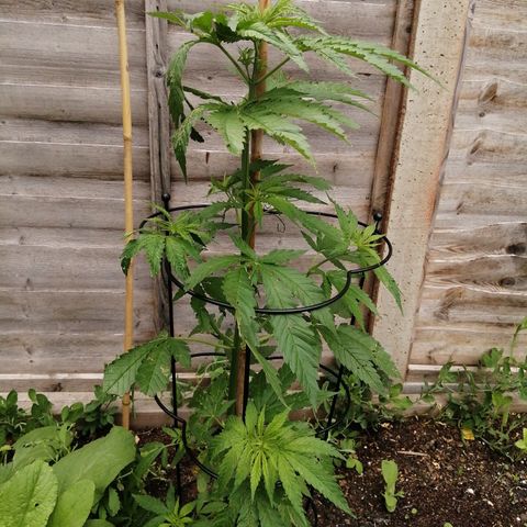 Medical Mass growlog timeline photo