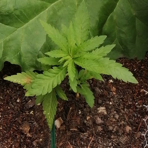 Critical growlog timeline photo