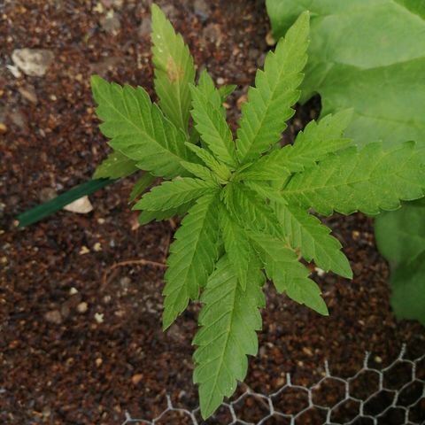 Critical growlog timeline photo