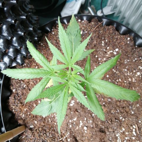 Honey Cream Fast Version growlog timeline photo