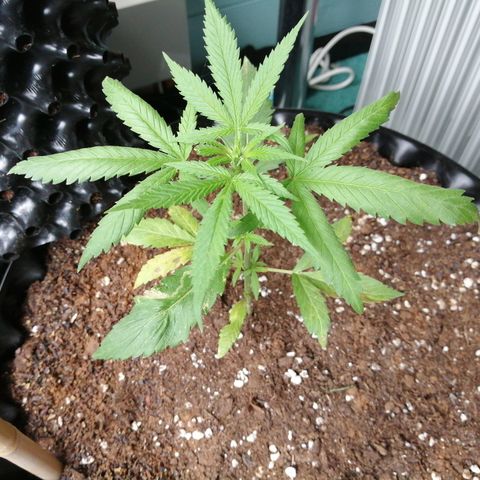 Honey Cream Fast Version growlog timeline photo
