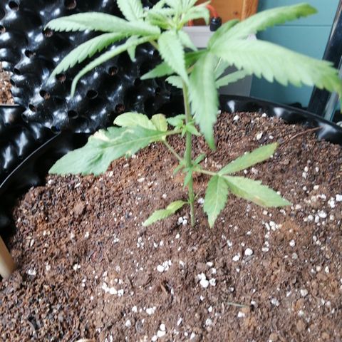 Honey Cream Fast Version growlog timeline photo