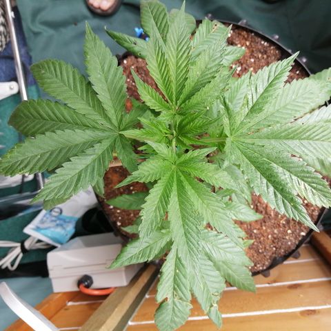 Cookies Gelato growlog timeline photo