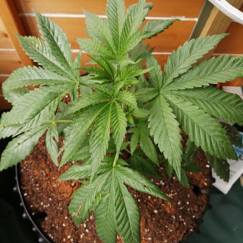 Cookies Gelato growlog timeline photo