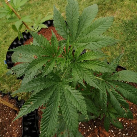 Cookies Gelato growlog timeline photo