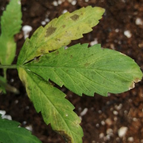 Honey Cream Fast Version growlog timeline photo